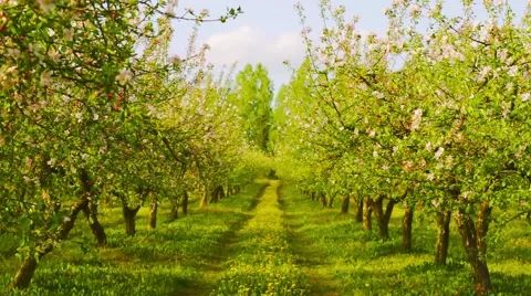 Blossoming apple orchard Stock Footage 43128627