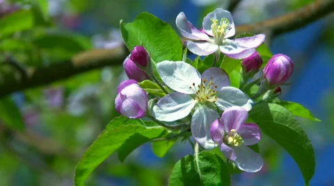 Blossoming apple orchard in spring Stock Footage 697498