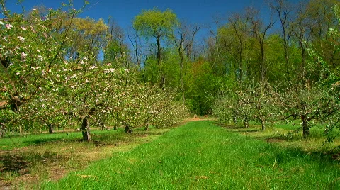 Blossoming apple orchard in spring Stock Footage 698090