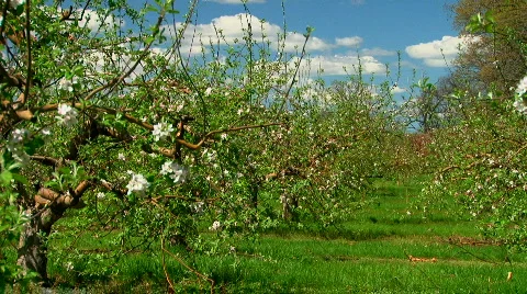 Blossoming apple orchard in spring Stock Footage 698306