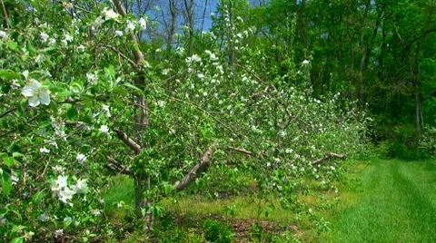 Blossoming apple orchard in spring Video stock 7737322