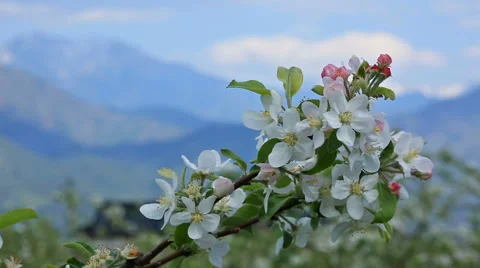 Blossoming apple orchard in spring. Stock Footage 62772778