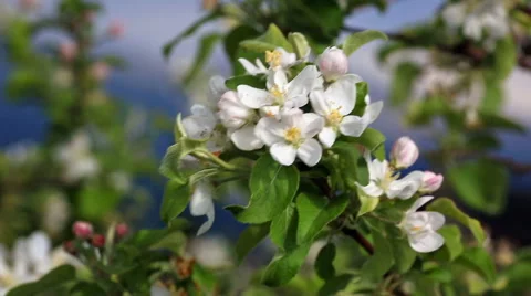 Blossoming apple orchard in spring. Stock Footage 62857624