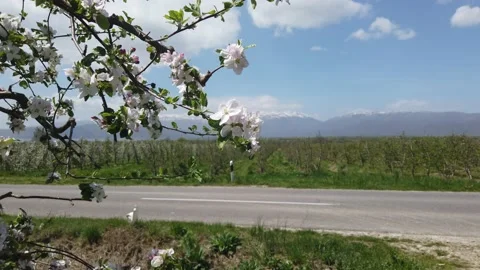 Blossoming apple orchard in spring  Stock Footage 153409228