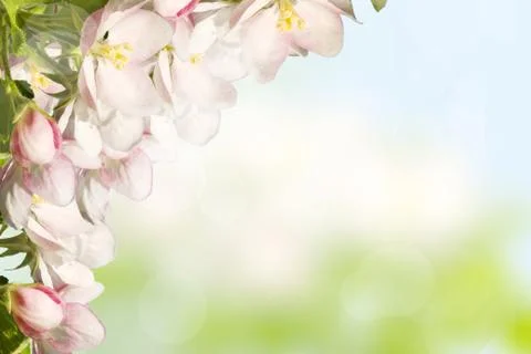 Blossoming apple Stock Photos