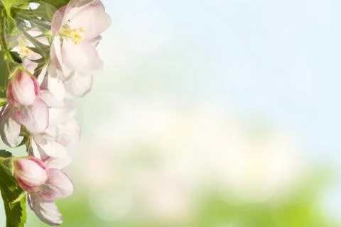 Blossoming apple Stock Photos