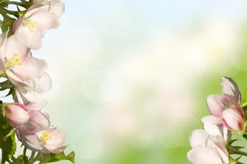 Blossoming apple Stock Photos