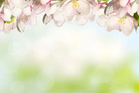 Blossoming apple Stock Photos