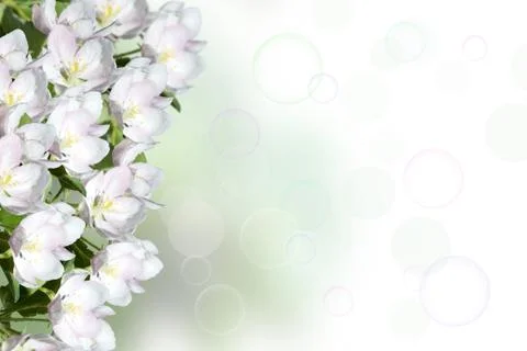 Blossoming apple Stock Photos