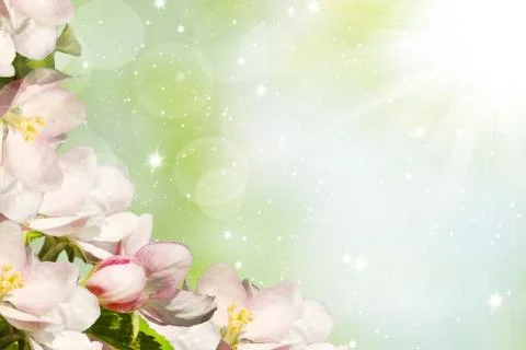 Blossoming apple Stock Photos