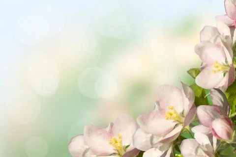 Blossoming apple Stock Photos