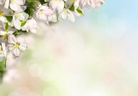 Blossoming apple Stock Photos