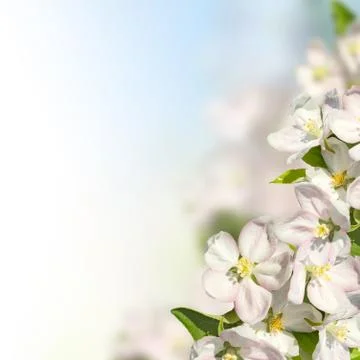 Blossoming apple Stock Photos