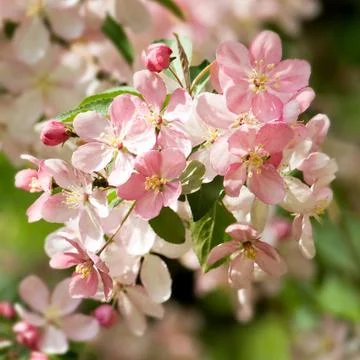 Blossoming apple. Stock Photos