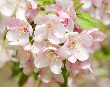 Blossoming apple. Stock Photos