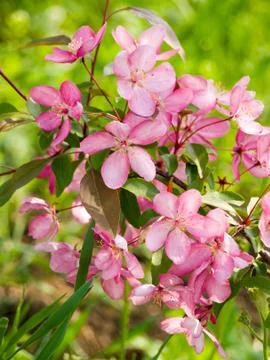 Blossoming apple. Stock Photos