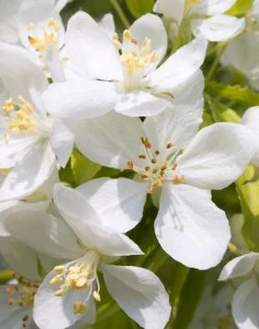 Blossoming apple. Stock Photos