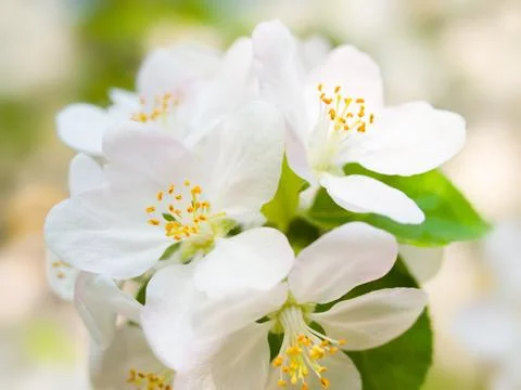 Blossoming apple. Stock Photos