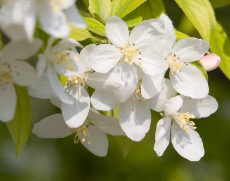 Blossoming apple. Stock Photos