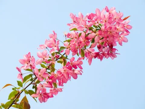Blossoming apple. Stock Photos