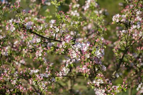 Blossoming apple in spring Stock Photos