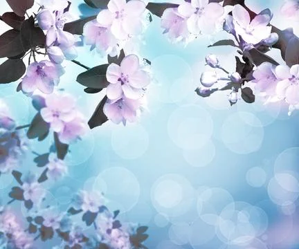 Blossoming apple. Spring time. Background. Apple orchard. Stock Photos