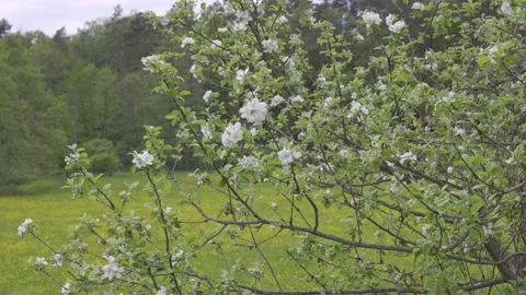 Blossoming apple tree, 8K Stock Footage 167115655