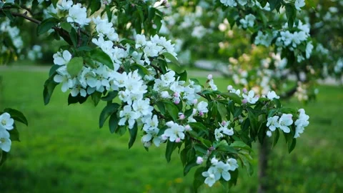 Blossoming apple tree against the backdrop of the evening city. 스톡 동영상 227093308