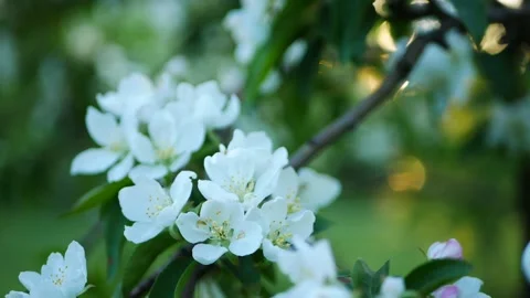 Blossoming apple tree against the backdrop of the evening city. Stock Footage 227093670