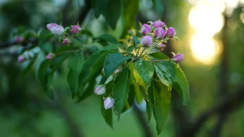 Blossoming apple tree against the backdrop of the evening city. Stock-Footage 227093861