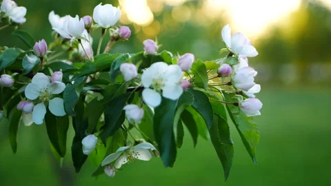 Blossoming apple tree against the backdrop of the evening city. Stock Footage 227094137