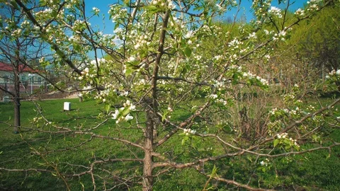 Blossoming apple tree against the blue sky Stock Footage 121145584