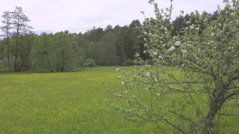 Blossoming apple tree and meadow in the background, 8K Stock Footage 167115689