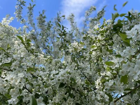 Blossoming apple tree on the background of blue sky. Spring Theme. Stock Photos