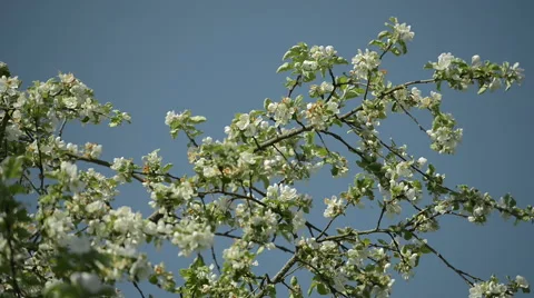 Blossoming Apple tree with Blue sky Stock Footage 63613539