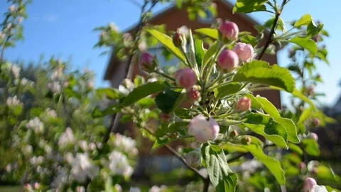 Blossoming apple tree branch, apple tree on the background of a private house Stock Footage 89794582