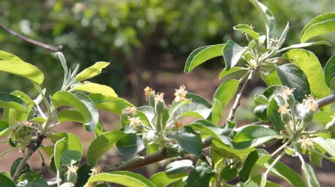 Blossoming apple tree branch Stock Footage 40493908
