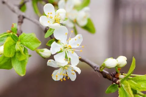 Blossoming apple tree branch Stock Photos