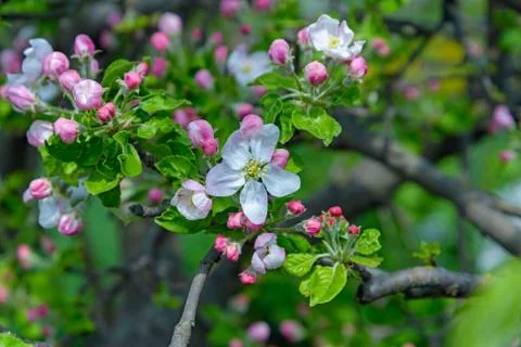Blossoming apple tree branch Stock Photos