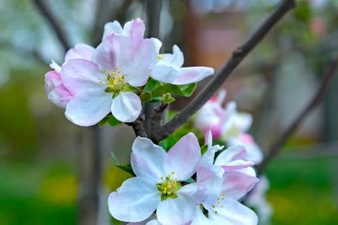 Blossoming apple tree branch Stock Photos