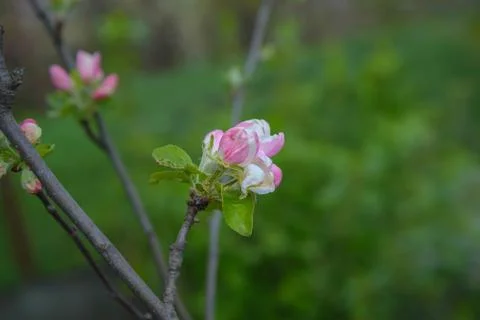 Blossoming apple tree branch Stock Photos