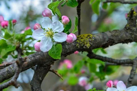 Blossoming apple tree branch Stock Photos