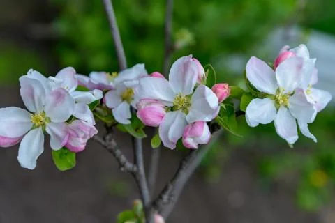 Blossoming apple tree branch Stock Photos