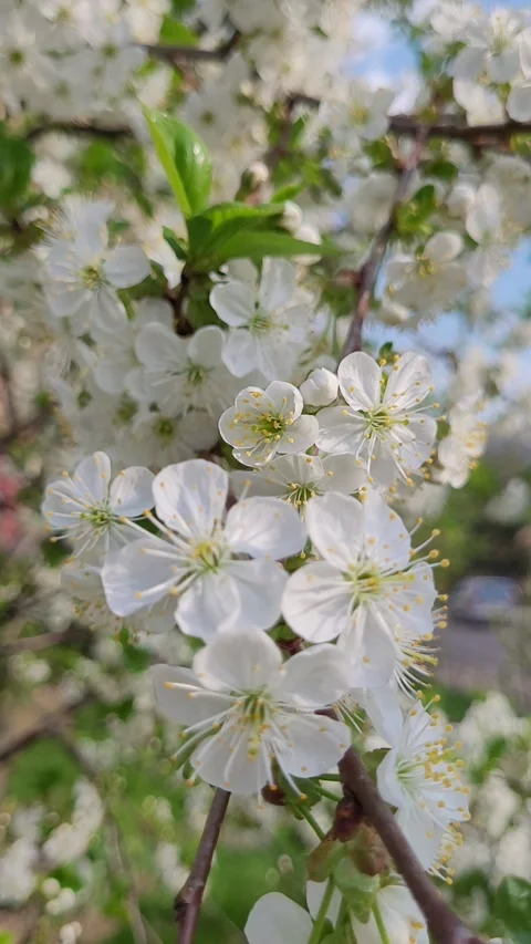 Blossoming apple tree branch in spring vertical video Video stock 307529240