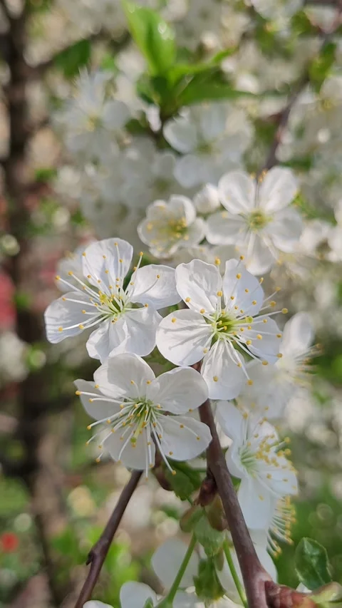 Blossoming apple tree branch in spring vertical video Video stock 307529258