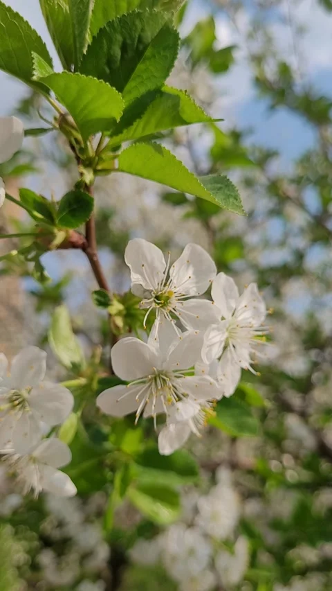 Blossoming apple tree branch in spring vertical video Video stock 307529295