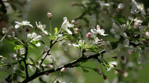 Blossoming apple tree branch swaying in breeze Stock Footage 24685234