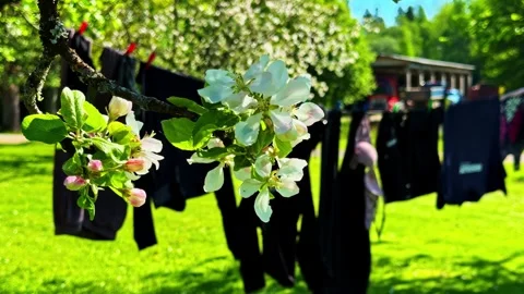 Blossoming apple tree branch swaying in a gentle breeze with laundry drying in Stock Footage 346189578