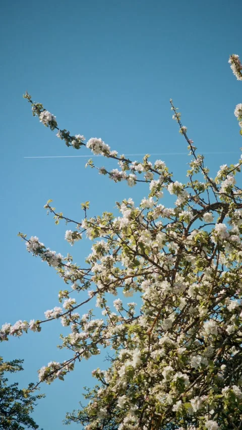 Blossoming Apple Tree Branches Against Blue Sky with Airplane Contrail Stock Footage 334135045