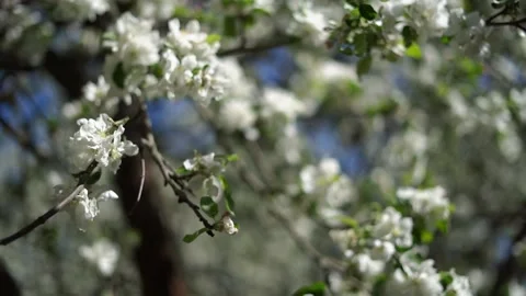 Blossoming apple tree, branches with beautiful white flowers, camera moves Stock Footage 159366795